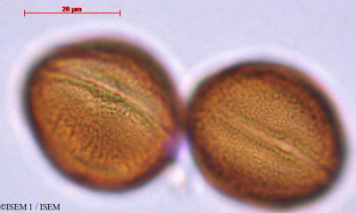 Helianthemum - lame n° 29416